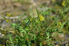 Rorippa hispida