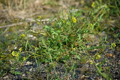Rorippa hispida