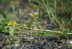 Rorippa hispida