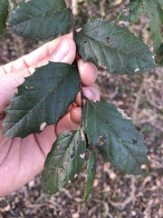 Aphananthe philippinensis