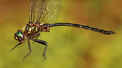 Somatochlora forcipata