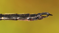 Somatochlora forcipata