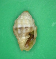 Vexillum cancellarioides