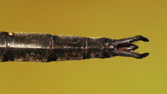 Somatochlora forcipata