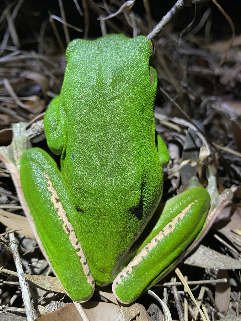Rainette géante à lèvres blanches (Litoria infrafrenata)