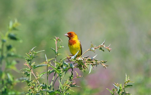 Red-headed Bunting (Emberiza bruniceps), photo 6