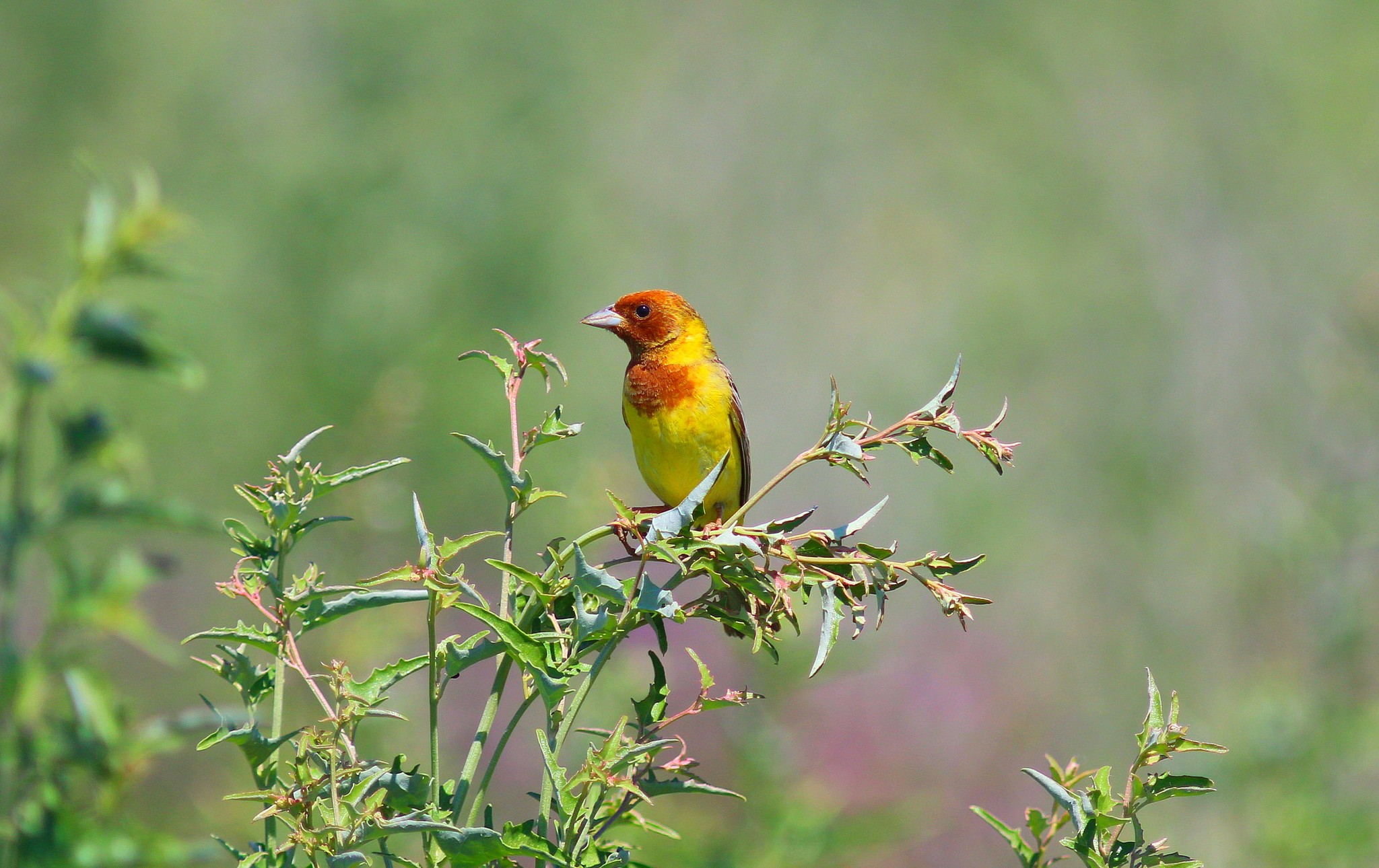Red-headed Bunting (Emberiza bruniceps)
