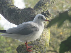 Chroicocephalus ridibundus