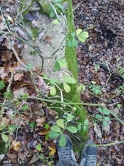 Hippocrepis emerus