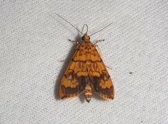 Portentomorpha xanthialis