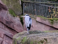Ardea cinerea