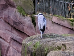Ardea cinerea