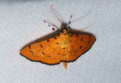 Phaedropsis