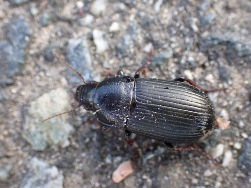 Zabrus tenebrioides (Goeze, 1777)