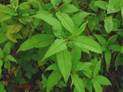 Koenigia polystachya