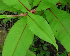 Koenigia polystachya