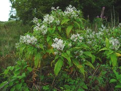 Koenigia polystachya