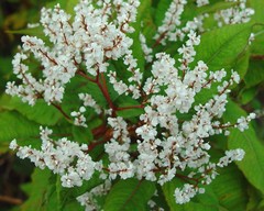 Koenigia polystachya