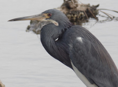 Egretta tricolor image