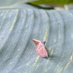 Endotricha mesenterialis