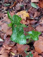 Arum italicum