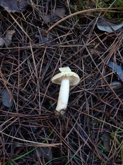 Lactarius chrysorrheus chrysorrheus