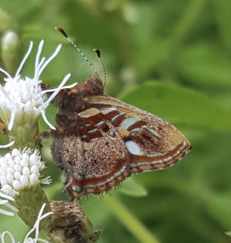 Carousing Metalmark
