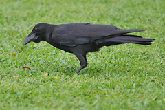 Corvus macrorhynchos