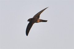 Aerodramus germani