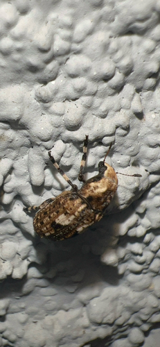 Marbled Fungus Weevil photo 5