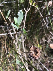 Borrichia frutescens image