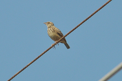 Mirafra erythrocephala