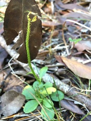 Polygala lutea