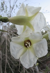 Ipomoea arborescens