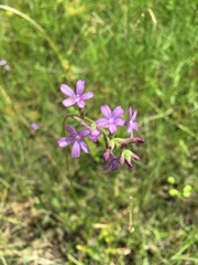 Buchnera floridana image