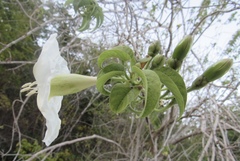 Ipomoea arborescens