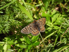 Euphydryas aurinia debilis