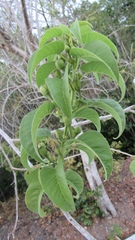 Ipomoea arborescens