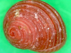 Collonista rubricincta