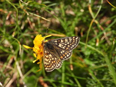 Euphydryas aurinia debilis