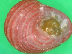 Collonista rubricincta