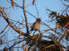 Bombycilla garrulus