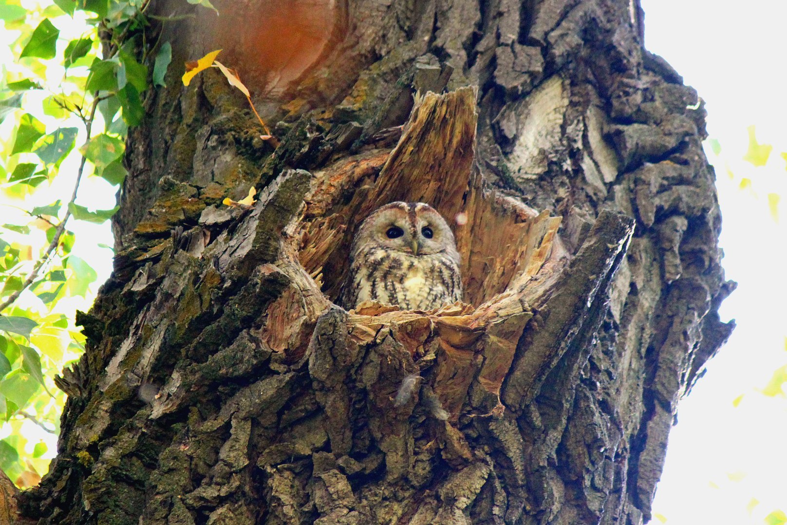 Tawny Owl