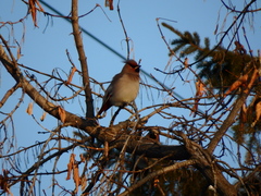 Bombycilla garrulus