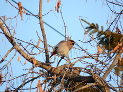 Bombycilla garrulus