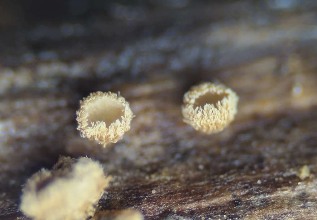 Merismodes monacha