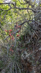 Deuterocohnia meziana, photograph (c) Thibaud Aronson, some rights reserved (CC BY-SA)