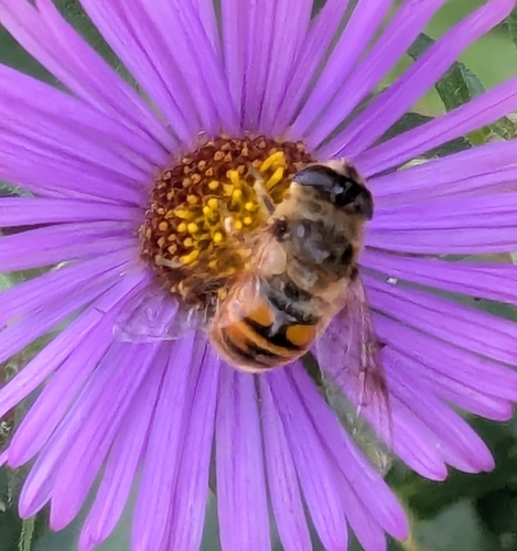 Unknown species found near Austin, MN 55912, USA