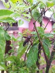 Mictis longicornis