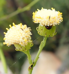 Senecio paniculatus
